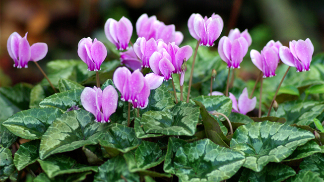 Cyclamen