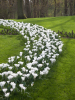 Jeanne d'arc large flowering