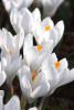 Jeanne d'arc large flowering