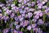 Pickwick striped large flowering