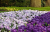 Pickwick striped large flowering