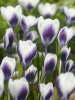 Prins claus chrysanthus