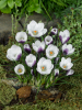 Prins claus chrysanthus