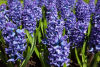 Delft blue
