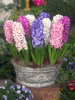 Hyacinths mixed