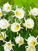 Artic bells bulbocodium