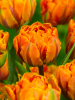 Orange princess