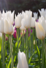 White triumphator