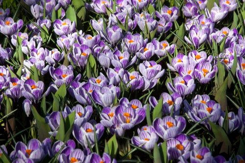 Pickwick striped large flowering
