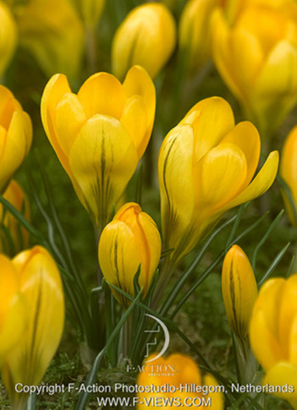 Yellow large flowering