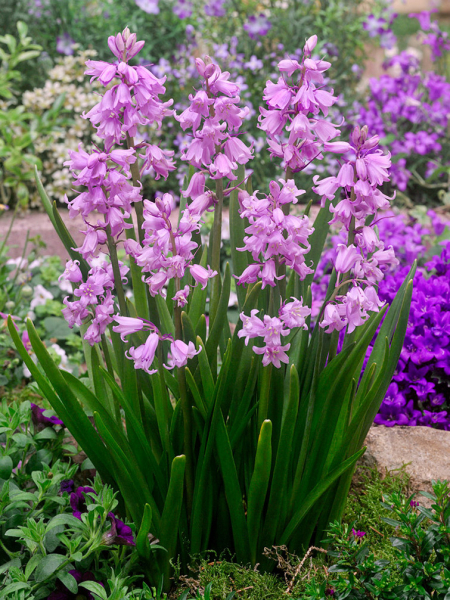 Hyacinthoides pink hispanica