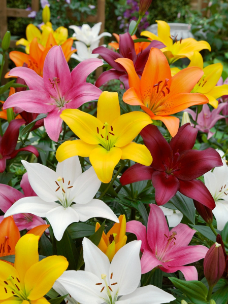 Asiatic mixed