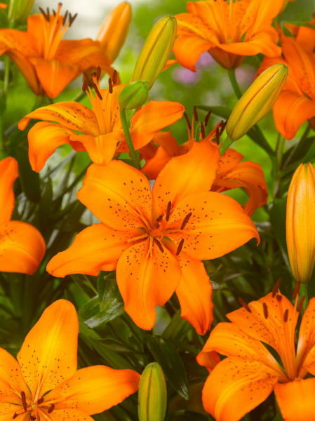 Asiatic orange
