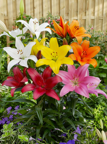 Asiatic mixed