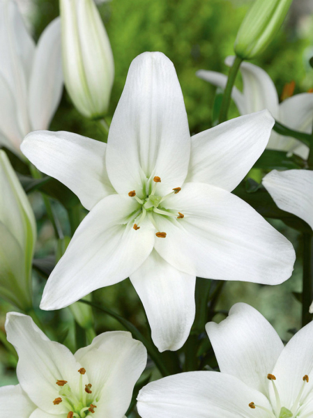 Asiatic white