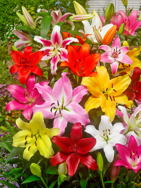 Picking garden mix