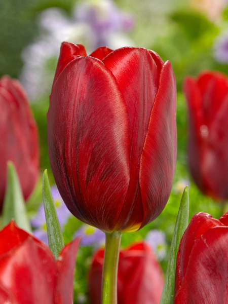 Couleur cardinal
