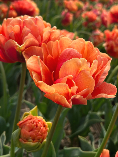 Orange flavour