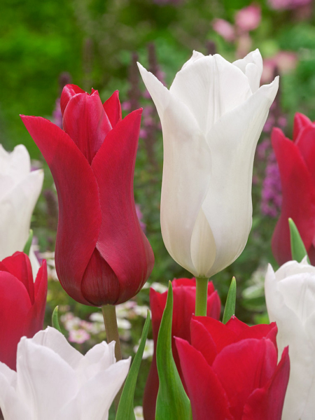 White triumphator & red shine mix