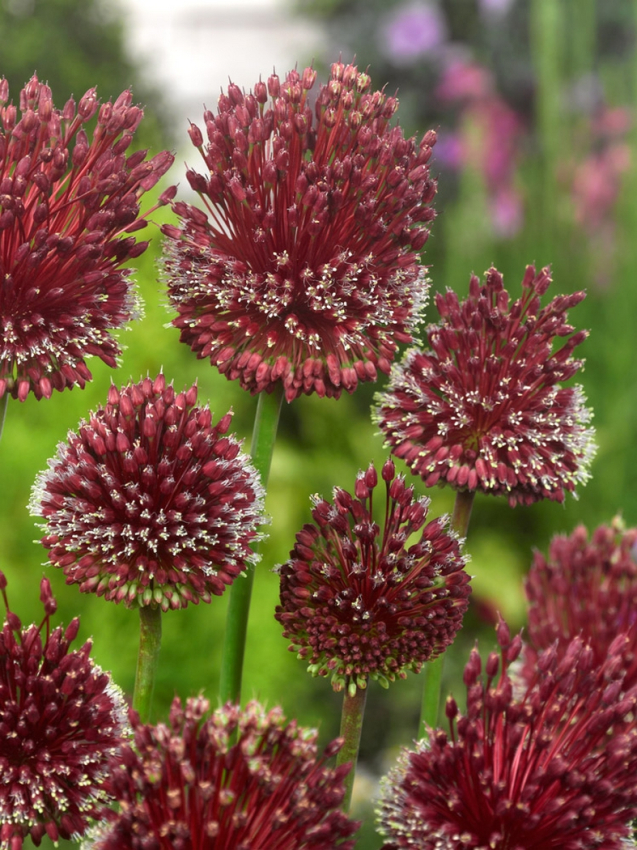 Red mohican