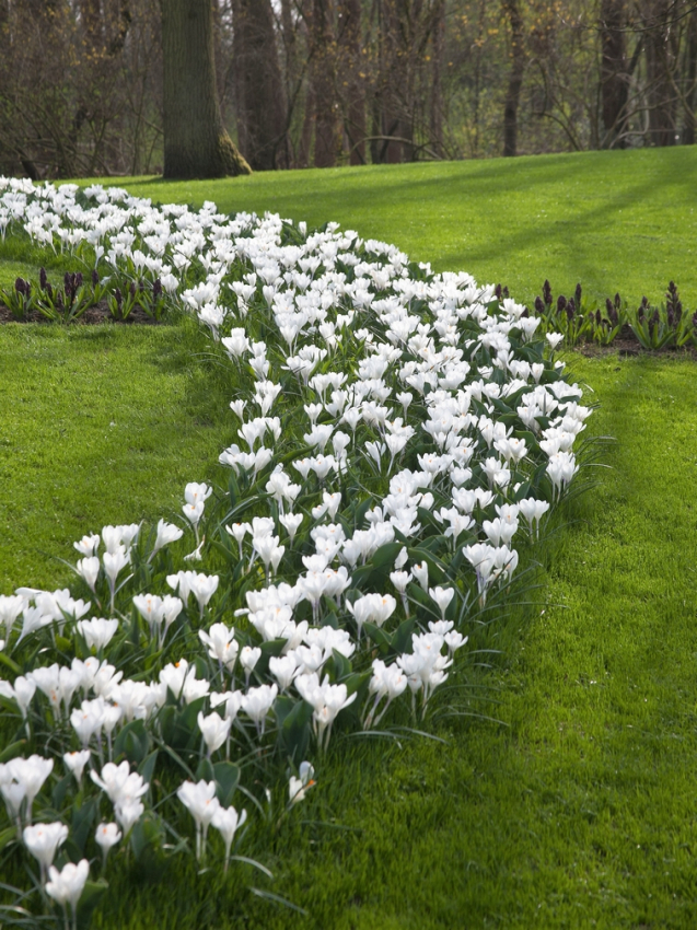 Jeanne d'arc large flowering