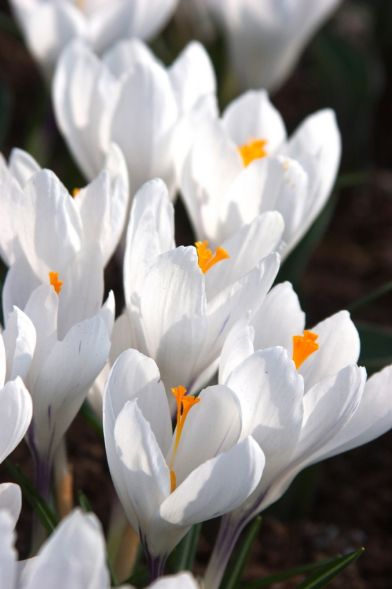 Jeanne d'arc large flowering