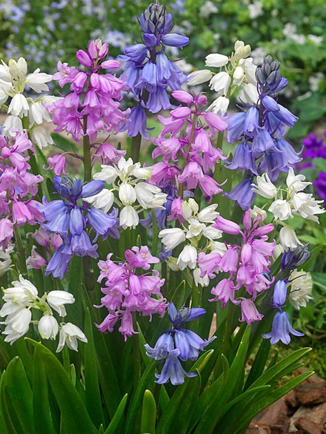 Hyacinthoides hispanica mixed