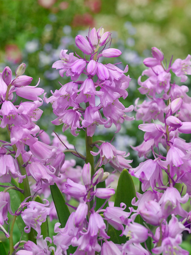 Hyacinthoides pink hispanica