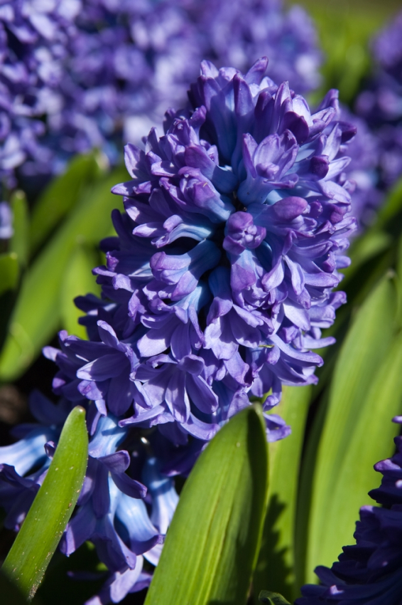 Delft blue