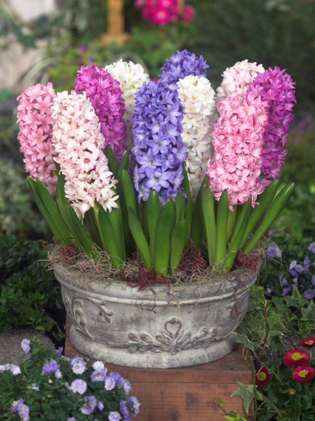 Hyacinths mixed