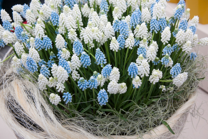 Muscari mixed