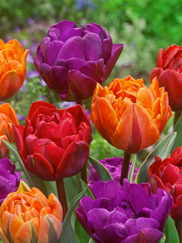 Tricolour  double mix