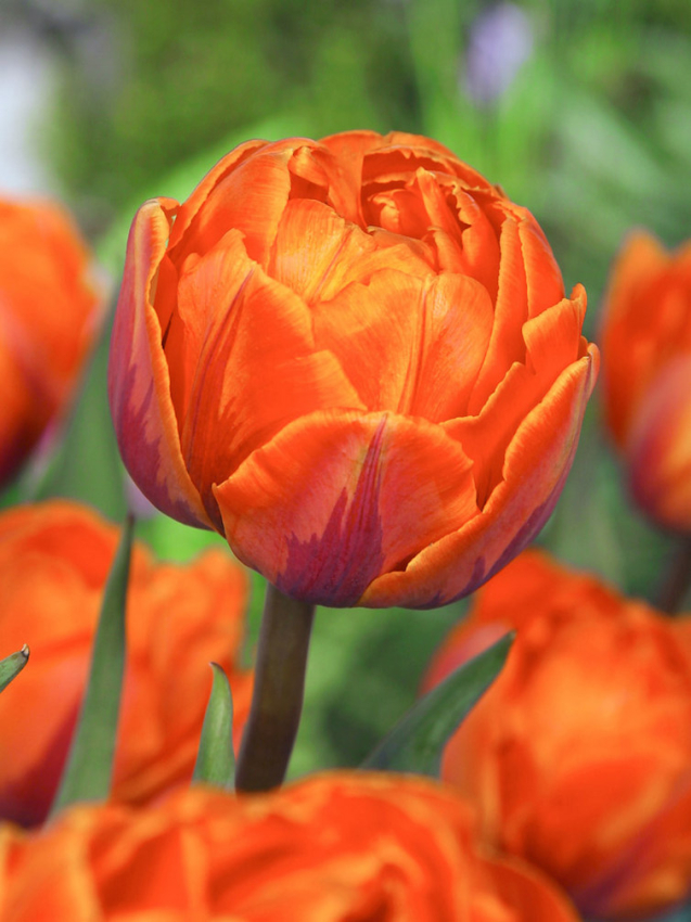 Orange princess