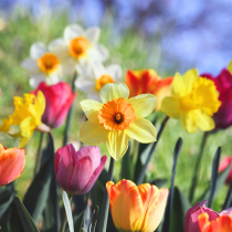 All Spring flowering