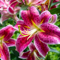 New varieties