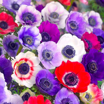 Colourful blends