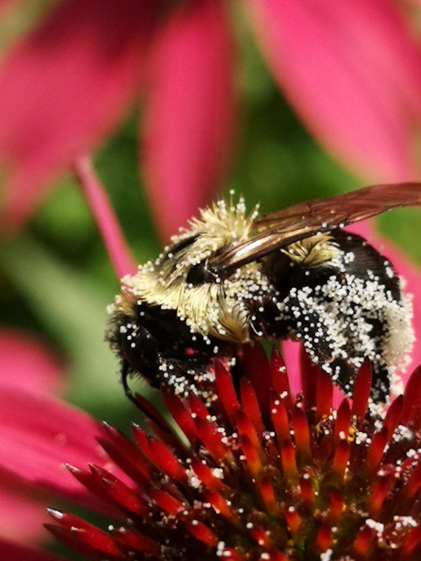 Bee friendly