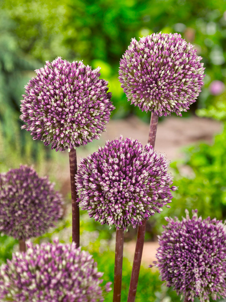 Allium