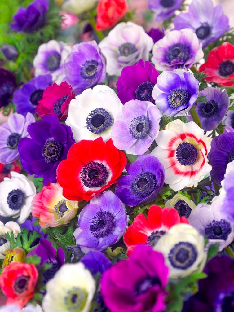 Anemone