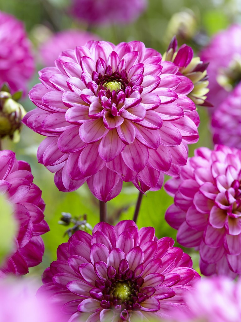 Dahlia