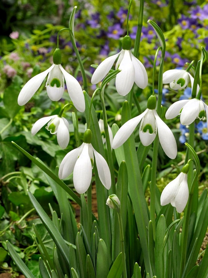 Galanthus