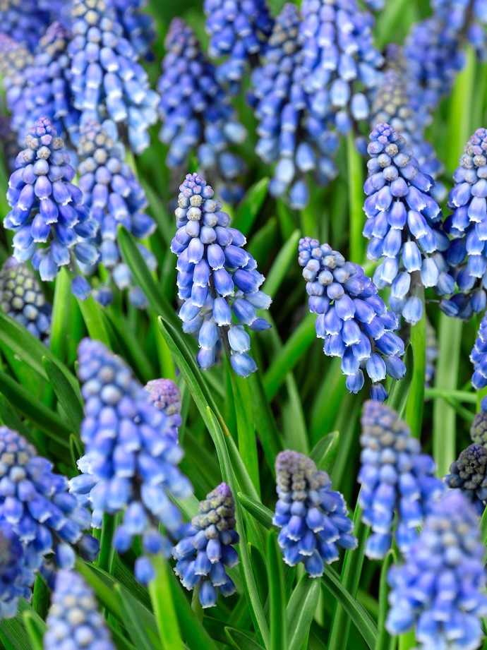 Muscari