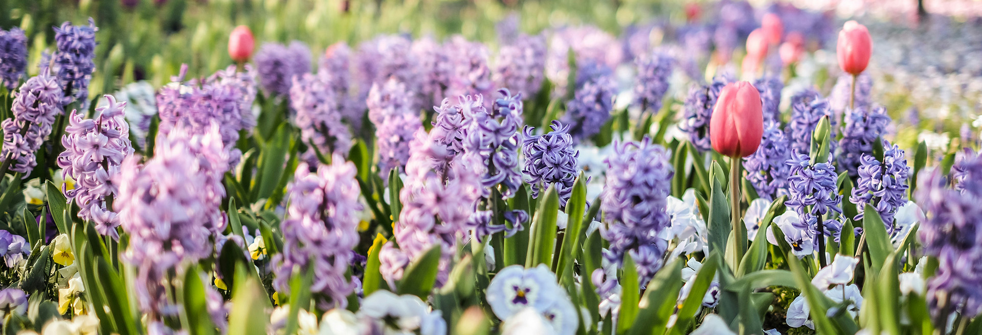 Discover our Spring Flowering Bulbs